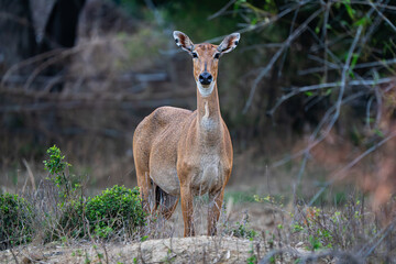 Adult Nilgai in a village in Uttar Pradesh, India