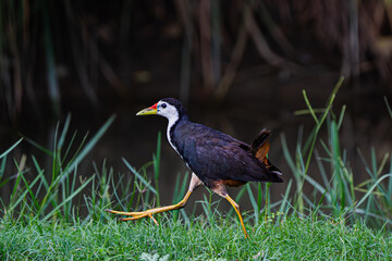 White-breasted Waterhen