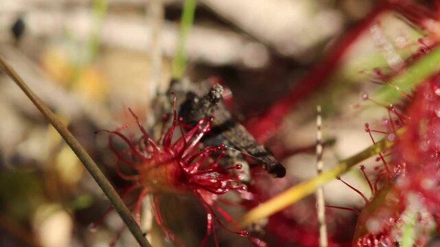 Mittlerer Sonntau (Drosera intermedia) mit Dornschrecke (Tetrix undulata) in Ostfriesland