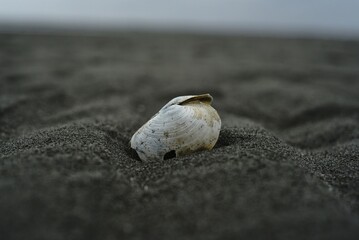shell on the beach