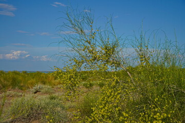 A flowering plant on the background of Lake Balkhash. Summer beach vacation.