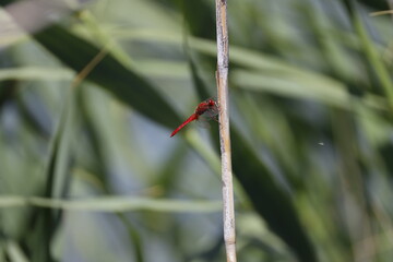 insect, dragonfly, nature, macro, animal, green, bug, fly, wildlife, wings, leaf, wing, insects,...