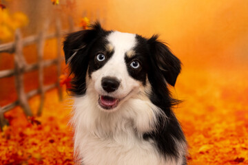 Blue-Eyed Dog Close-Up with Autumn Leaves