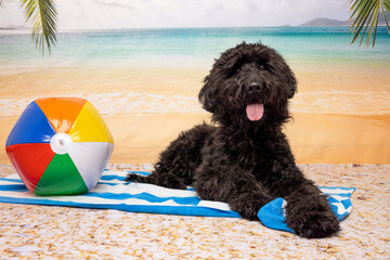 Fluffy Black Dog Relaxing on Beach with Colorful Ball