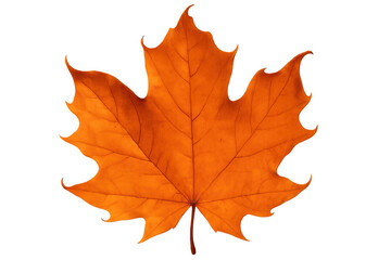 Vibrant orange maple leaf fallen, highlighting seasonal transition against transparent background with crisp, clean visual impact