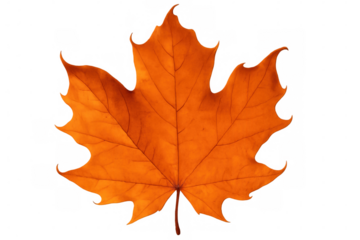 Vibrant orange maple leaf fallen, highlighting seasonal transition against transparent background with crisp, clean visual impact