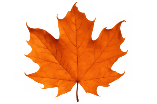 Vibrant orange maple leaf fallen, highlighting seasonal transition against transparent background with crisp, clean visual impact