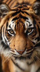 Close-up portrait of a majestic Bengal tiger, showcasing its striped fur, intense eyes, and powerful feline face