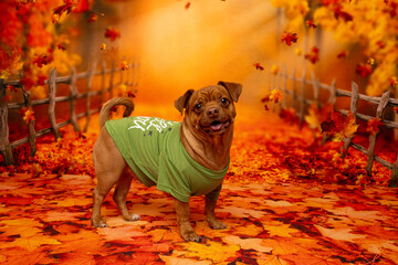Dog in Green Sweater Standing in Autumn Leaves