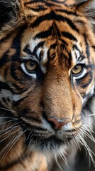 Fototapeta premium A powerful Siberian tiger with striking black stripes and piercing eyes, a dangerous wildcat predator, its face a captivating portrait of feline nature