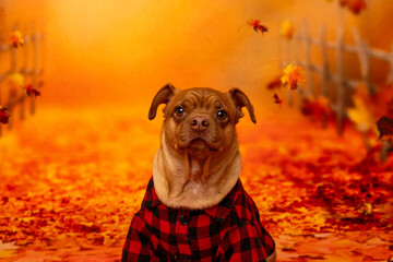 Dog in Plaid Shirt Lounging in Autumn Leaves