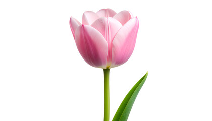 Fototapeta premium Single Pink Tulip with Long Green Stem, Isolated on Transparent Background PNG