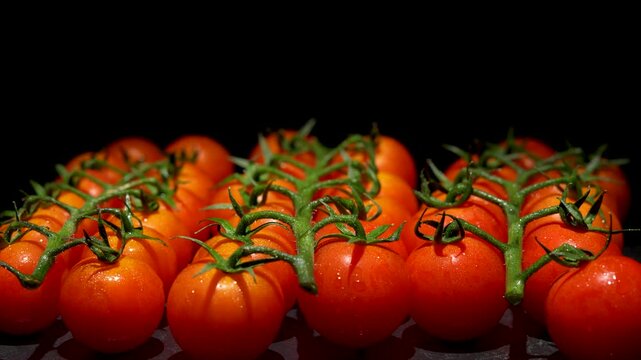 Group shot of several tomato vines from the front. Several vines of tomatoes rotate synchronously against a black background. The scene shows a full harvest in vibrant red and green