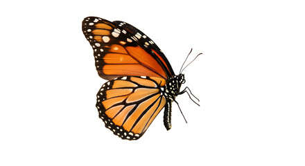 Monarch butterfly with vibrant orange wings, an exquisite insect, is beautifully isolated on a clean white background, showcasing its delicate summer beauty