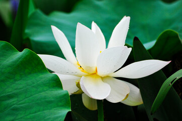 blossoming lotus flowers in pond