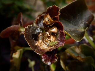 A small green insect camouflaged on a decaying red leaf