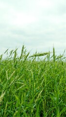 Obraz premium Green grass field with cloudy sky