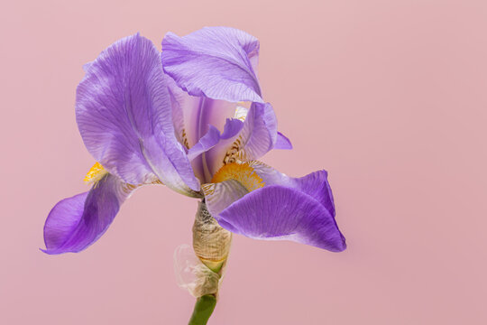 Beautiful purple iris flower with elegant petals