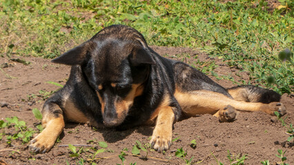 A black and tan dog relaxed on warm dirt