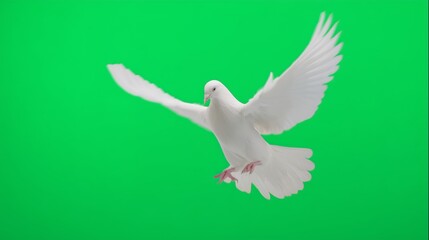 Obraz premium Paloma blanca en vuelo con alas extendidas sobre fondo verde chroma key, espíritu santo, Ave símbolo de paz flotando frontalmente, paloma blanca aislada en fondo verde
