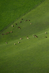 cows on the grass