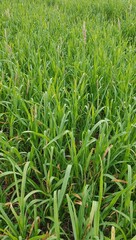 Abstract grass pattern