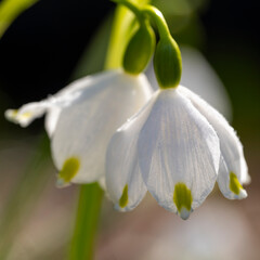 Europa, Deutschland, Nordrhein-Westfalen, Märzenbecher, Frühlingsknotenblume, Leucojum vernum