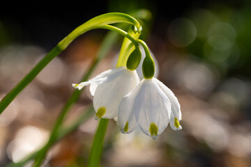 Europa, Deutschland, Nordrhein-Westfalen, Märzenbecher, Frühlingsknotenblume, Leucojum vernum