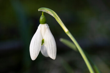 Europa, Deutschland, Nordrhein-Westfalen, Schneeglöckchen, Galanthus nivalis