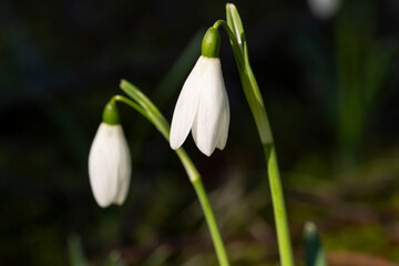 Deutschland, Nordrhein-Westfalen, Schneeglöckchen, Galanthus nivalis