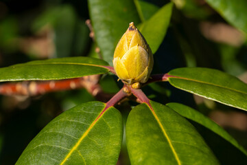 Deutschland, Nordrhein-Westfalen, Knospe am Rhododendron