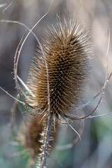Deutschland, Nordrhein-Westfalen, Wilde Karde, Dipsacus fullonum, Blütenstand, Winter
