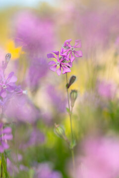 Wild silene colorata flowers in a soft focus meadow