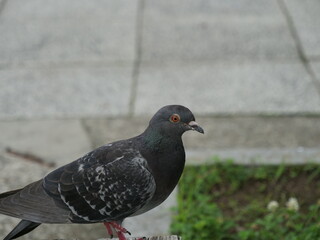 近くに降り立った鳩