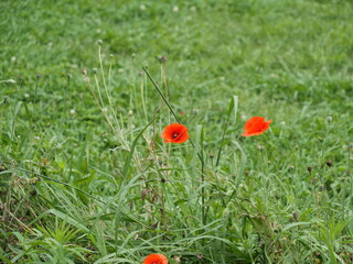 草地で咲いているヒナゲシ