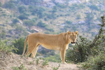 Lioness standing on elevated terrain in the African wilderness, looking alert and watchful with...