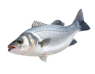 Obraz premium A vibrant silver sea bass, a popular culinary delight, exhibits its natural beauty and freshness.