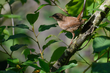 Eurasian Wren on a branch