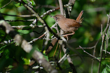 Fototapeta premium Eurasian Wren
