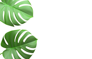 Large monstera leaves create vibrant and lush atmosphere, showcasing their unique split patterns and rich green color. Perfect for adding tropical touch to any space