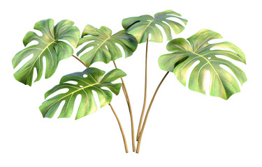 Monstera plant with large, vibrant green leaves showcases tropical aesthetic, perfect for enhancing indoor spaces or gardens. Its unique leaf patterns add touch of nature beauty