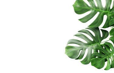 Large monstera leaves create vibrant and lush atmosphere, perfect for adding touch of nature to any space. deep green color and unique shapes evoke sense of tranquility and freshness
