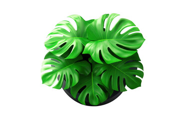 Vibrant monstera plant with large, glossy green leaves showcases its unique split leaf pattern, adding touch of tropical elegance to any space. lush foliage creates refreshing atmosphere