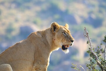 Lioness in side profile with mouth open slightly, scanning the landscape in a moment of focus and...