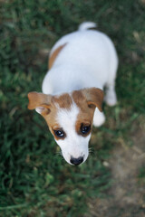 Cute lonely jack russell puppy with sad eyes sits on the grass on a summer day and looks up. Close-up, top view, selective focus. Vertical image.