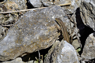 Ägäische Mauereidechse, Kykladen-Mauereidechse - Weibchen // Erhard's wall lizard - female...