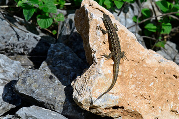 Ägäische Mauereidechse, Kykladen-Mauereidechse - Weibchen // Erhard's wall lizard - female (Podarcis erhardii riveti) - Großer Prespa-See, Albanien
