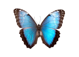 Bright blue butterfly with open wings, isolated on white background, detailed close-up of tropical insect in full symmetry.