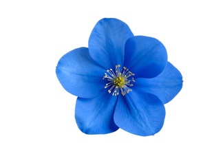 Obraz premium A captivating blue flower with delicate petals and a vibrant yellow stamen structure showcases nature's beauty.