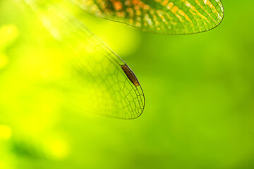 Natural green abstract background, macro shot of dragonfly wings with their texture.